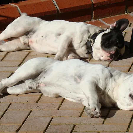 Padok Premium & Stables 4* Gokova