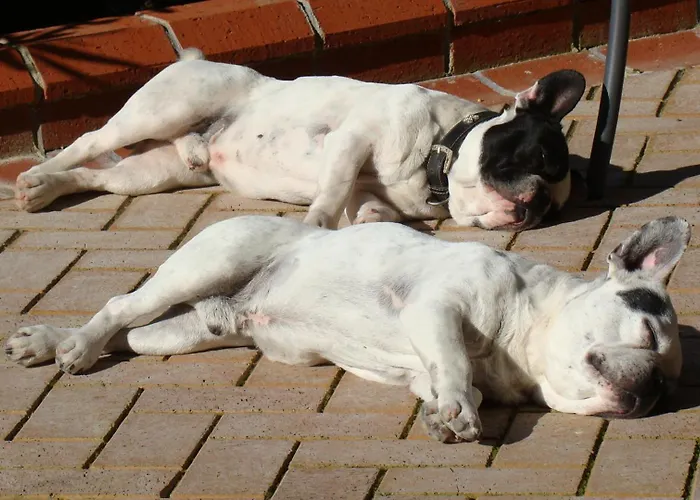 Padok Premium & Stables 4* Gokova