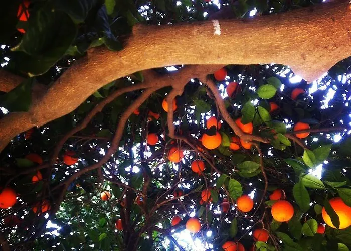 Padok Premium & Stables Gokova