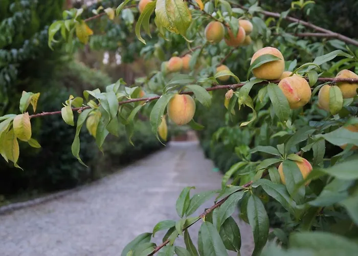 Padok Premium & Stables