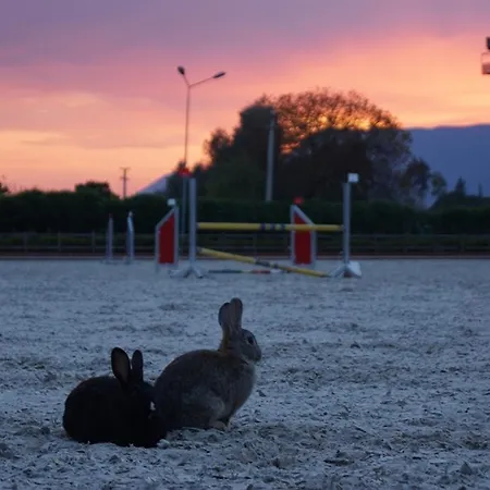 Hotel Padok Premium & Stables Gokova