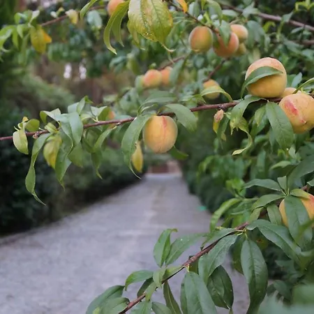 Padok Premium & Stables