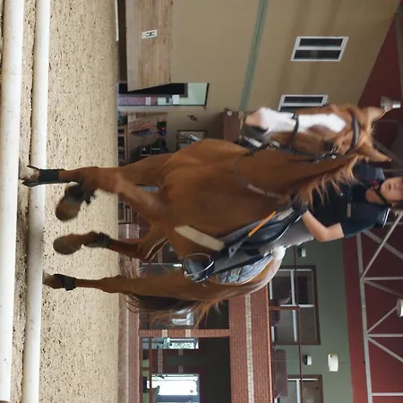 Padok Premium & Stables Gokova