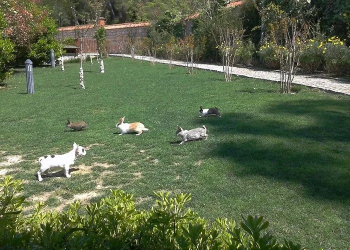 Padok Premium & Stables מלון Gökova