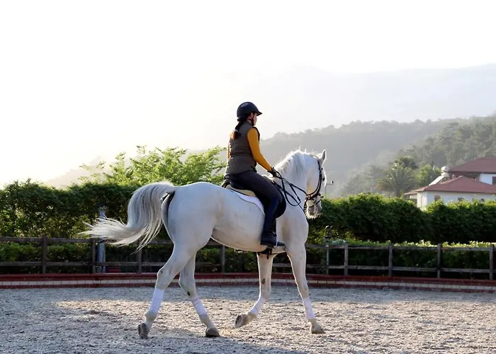 Padok Premium & Stables 4*