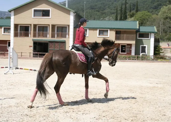 Padok Premium & Stables